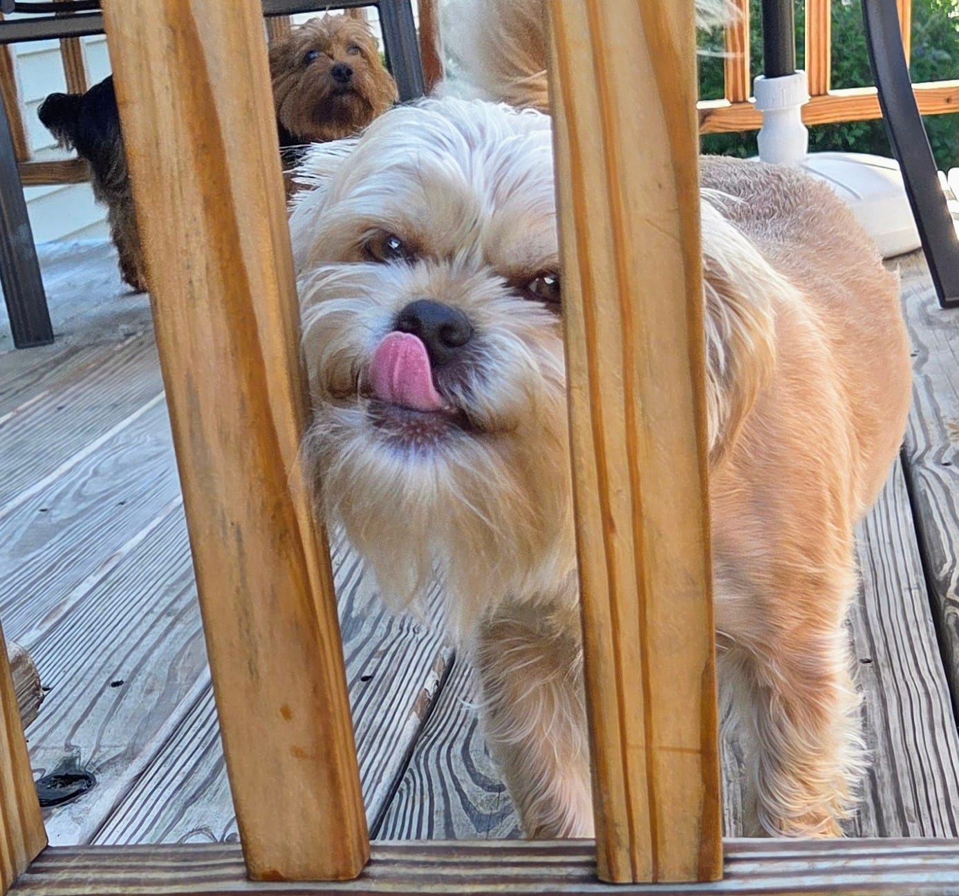 Customer photo review of Earthbones Dental Chews For Dogs