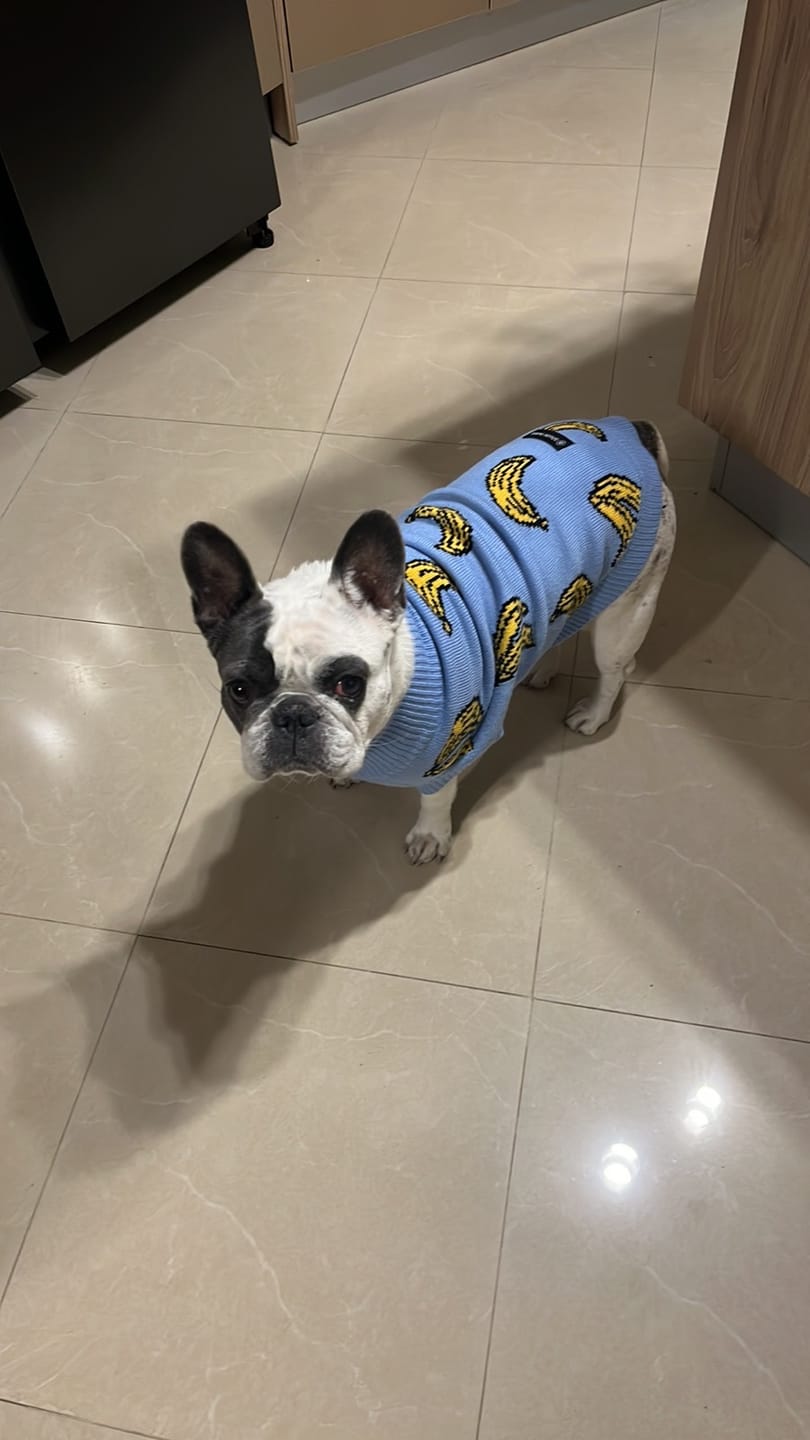 Customer photo review of Banana Knit Dog Sweater