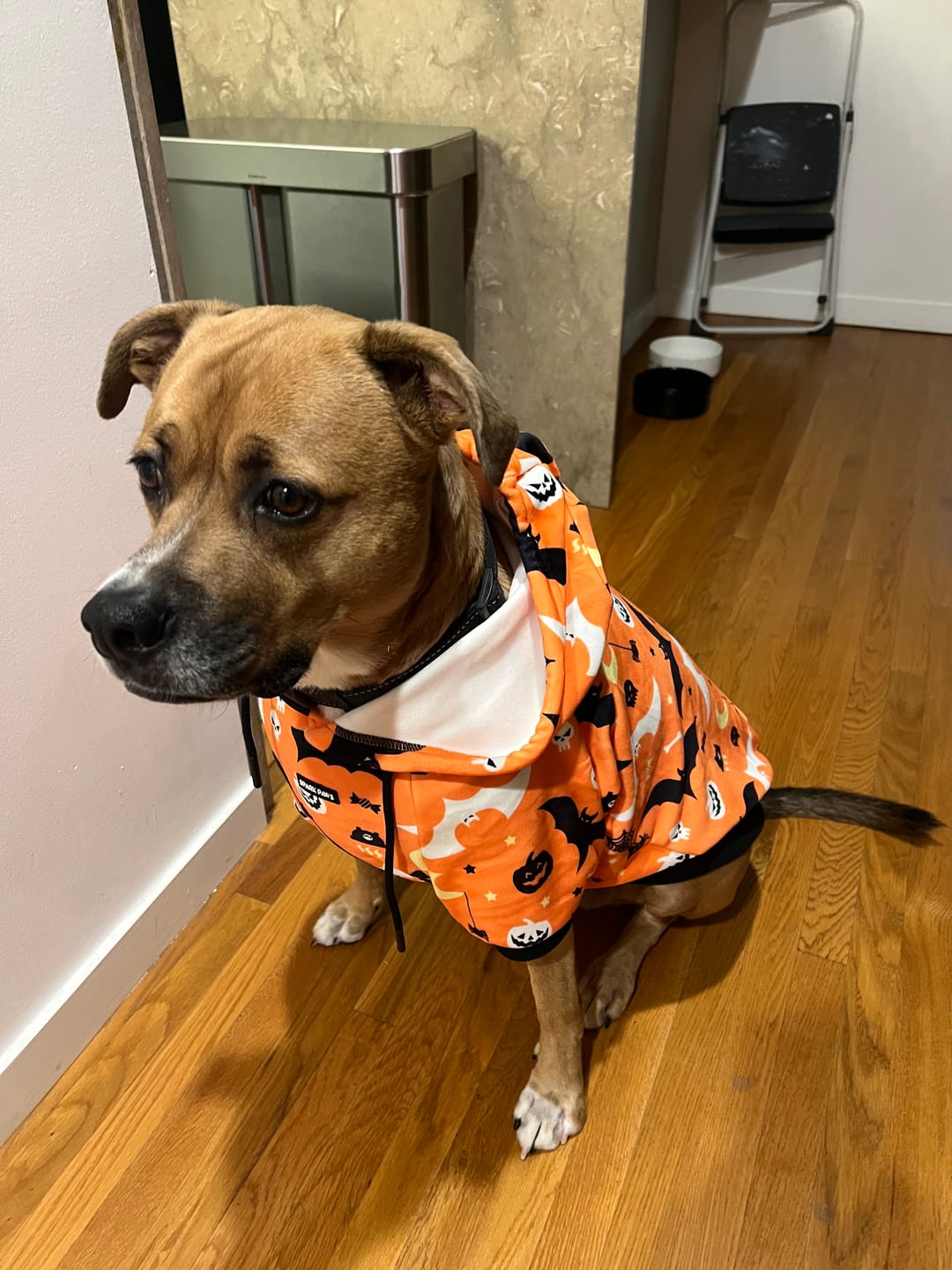 Customer photo review of Halloween Dog Hoodie - Orange