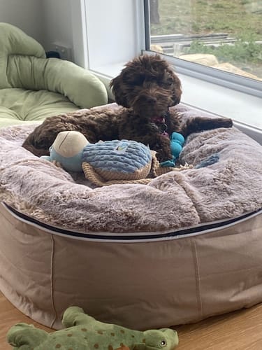 Customer photo review of Medium Rebound Foam Mattress Dog Bed - Interior/Outdoor