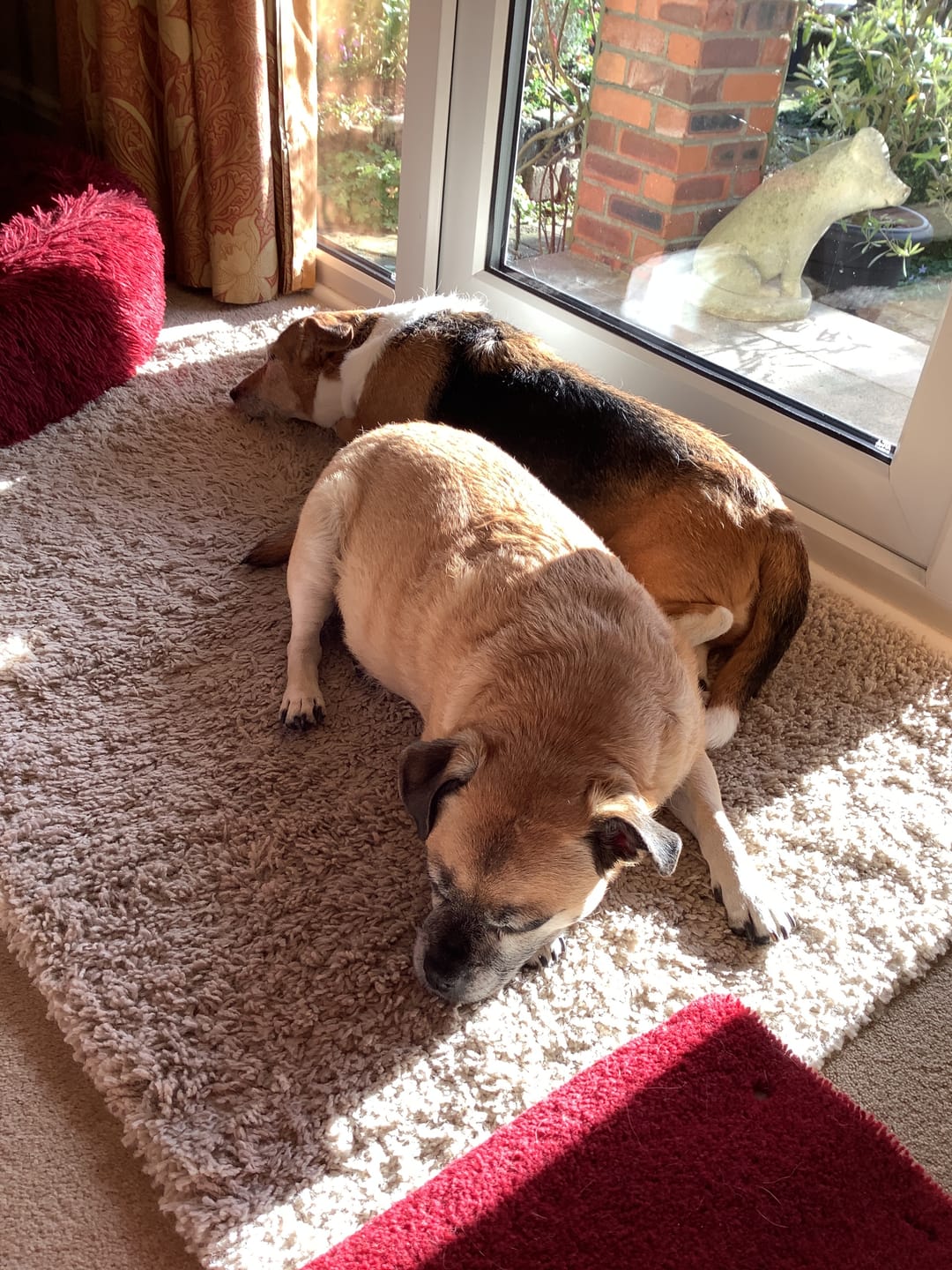 Customer photo review of PureBlend Hip and Joint Chews for Dogs