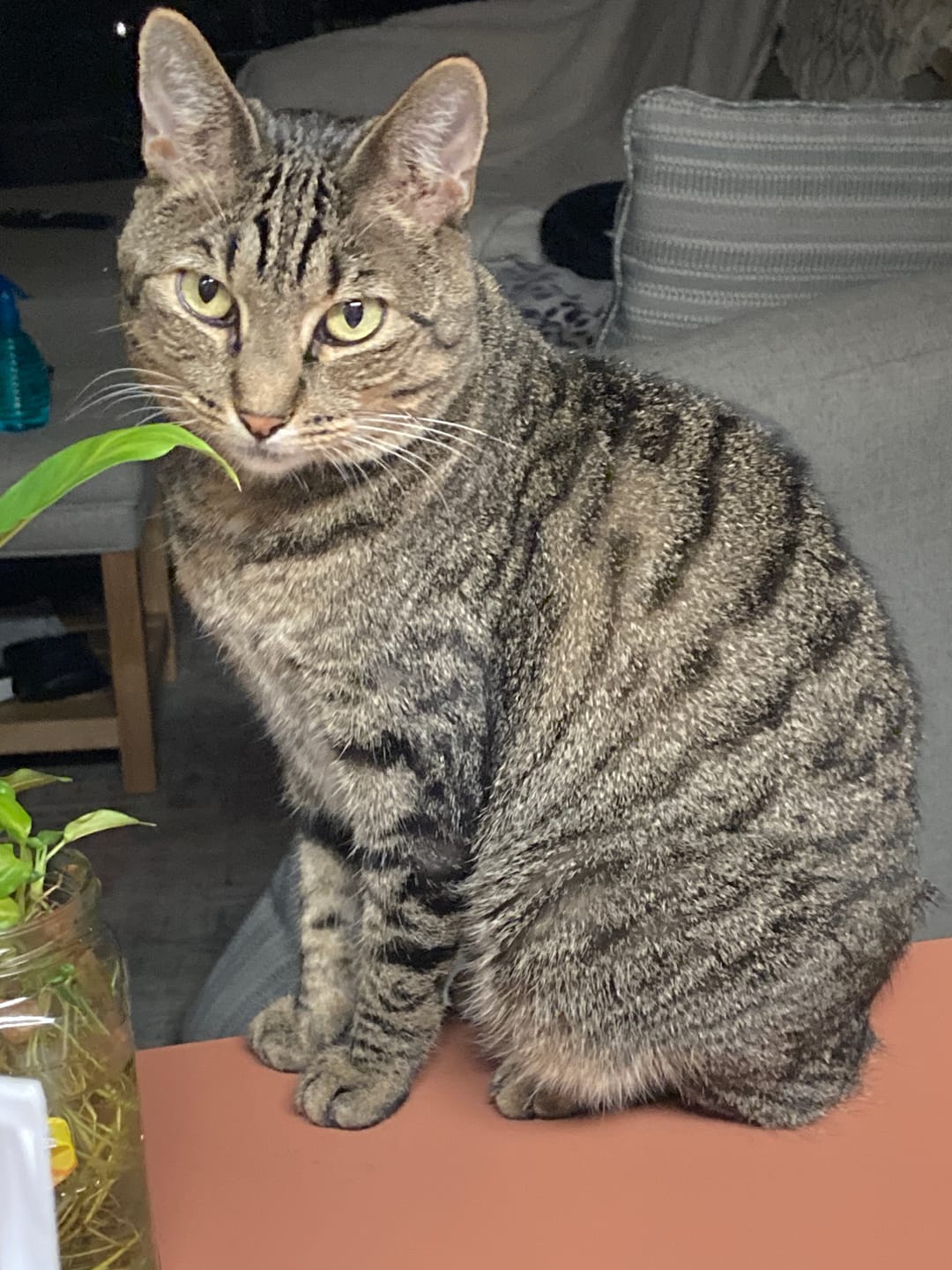 Customer photo review of Cat Itchy Skin & Healthy Coat Remedy