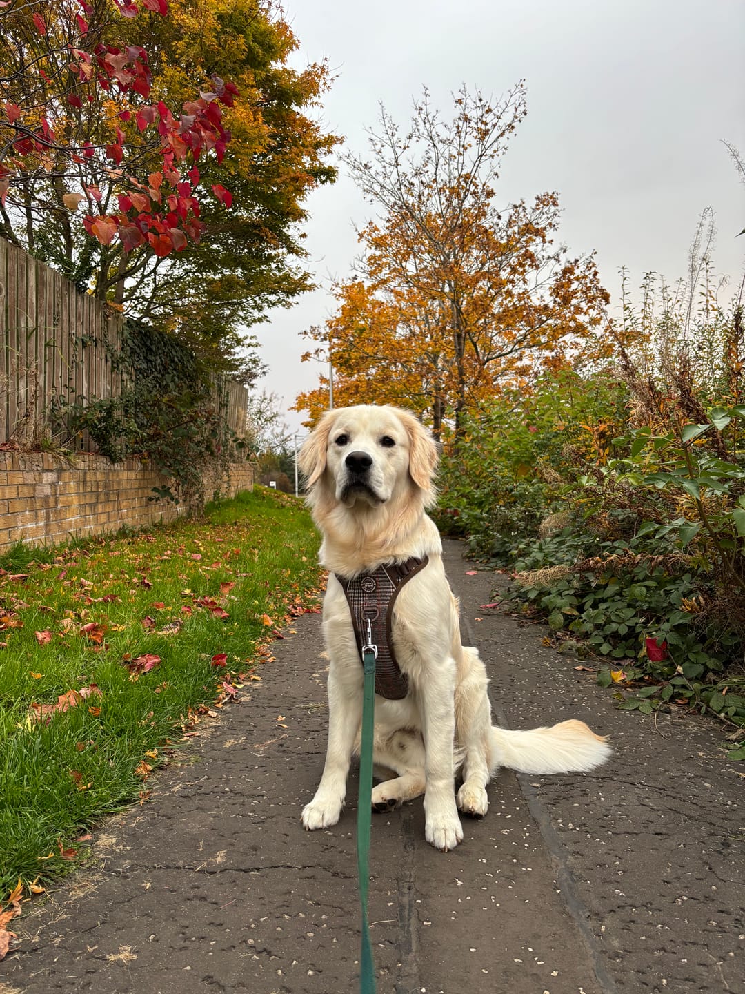 Customer photo review of Trail & Glow Tweed Dog Harness - Colour Drops - Heritage Plaid