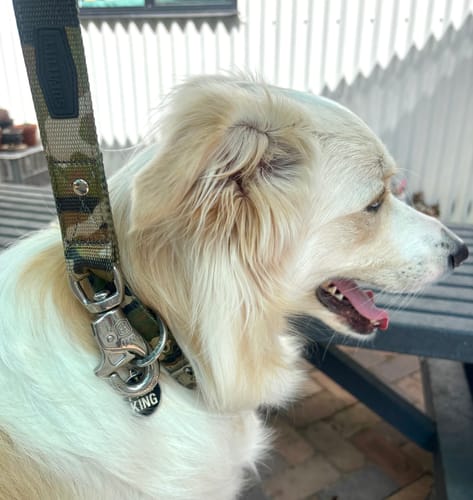 Customer photo review of SUPATUFF® Strong Dog Leash Camo Heavy Duty 120cm
