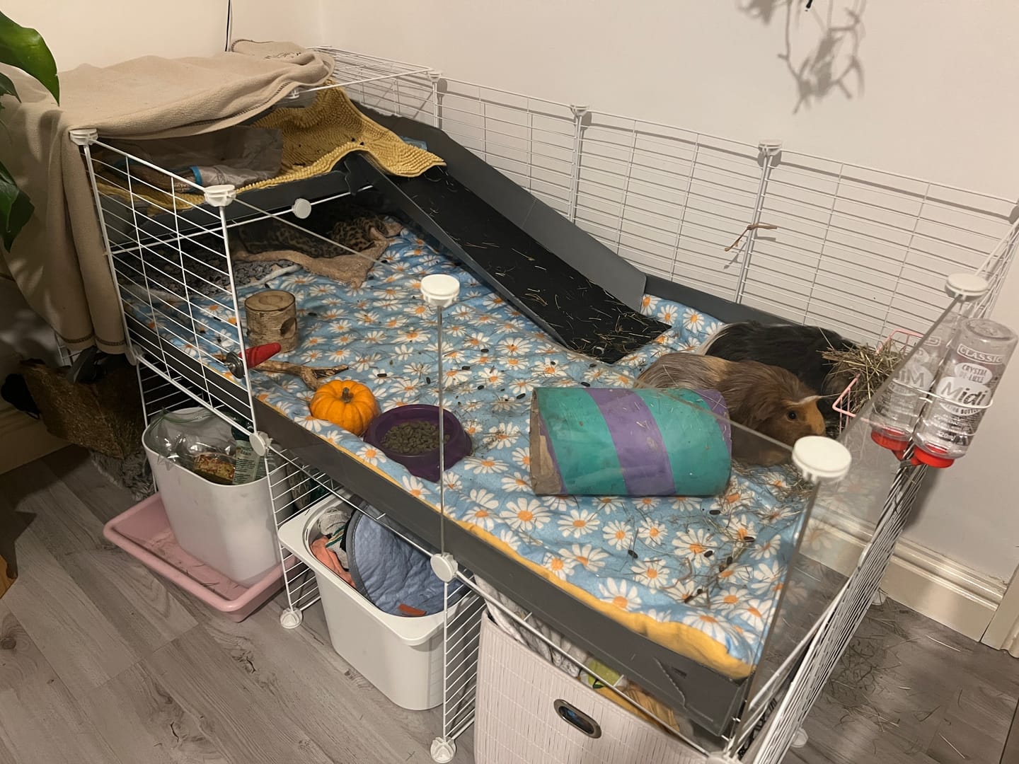 Customer photo review of 4x2 C&C Cage with Loft & Stand