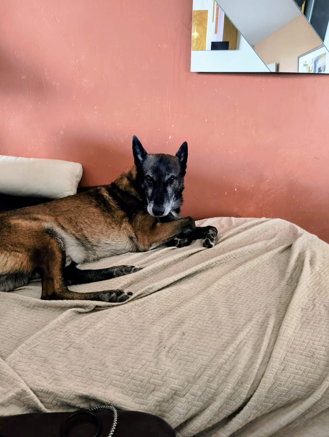 Customer photo review of Croquettes Bio Allégées Chien Sénior +7ans de toutes tailles - Volaille & légumes