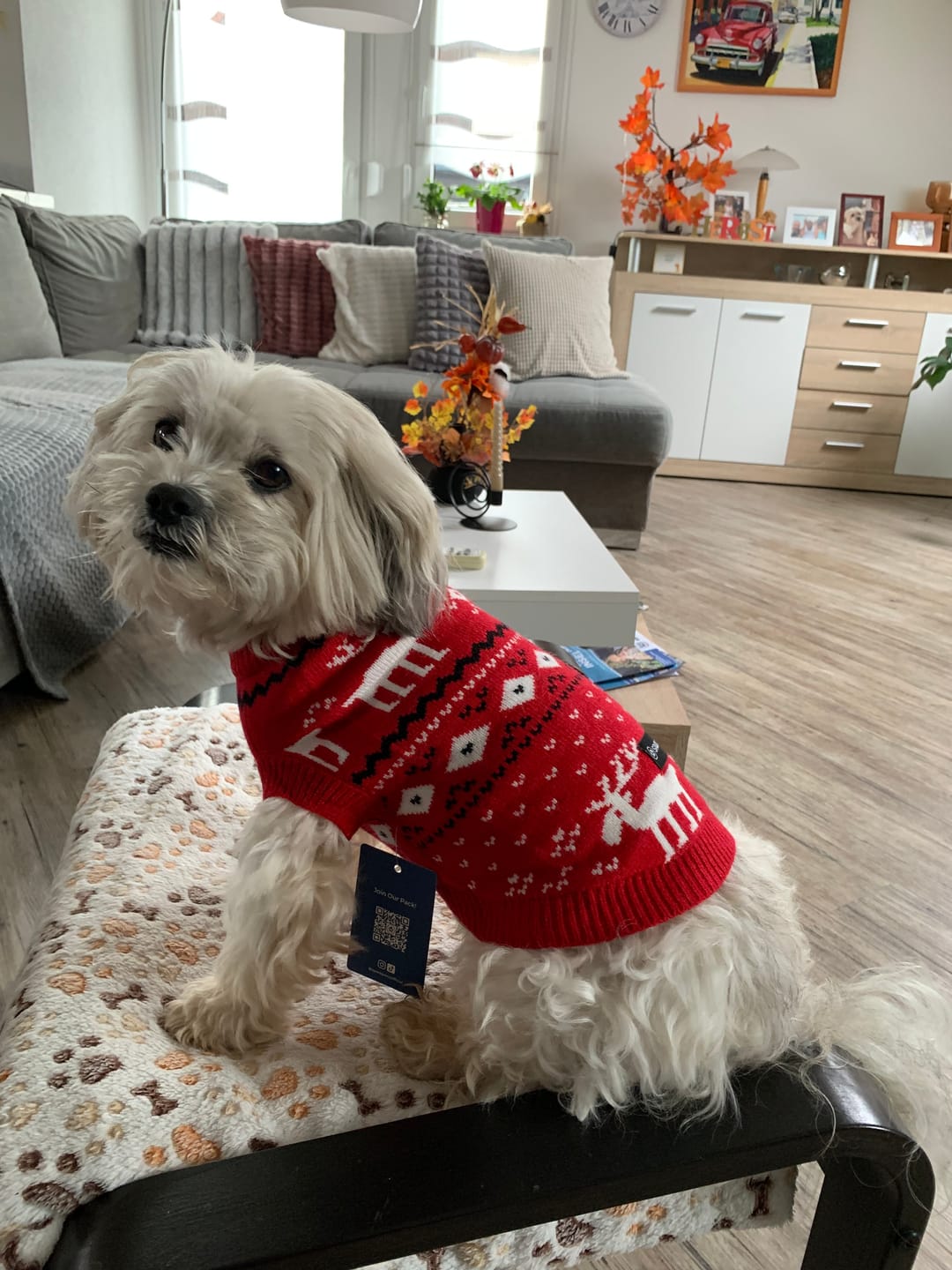 Customer photo review of Christmas Knit Dog Sweater