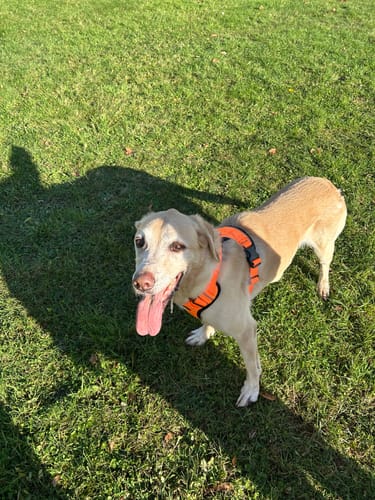 Alison M. review of Comfort Premium Harness | Non Restrictive - Orange image 1 out of 1