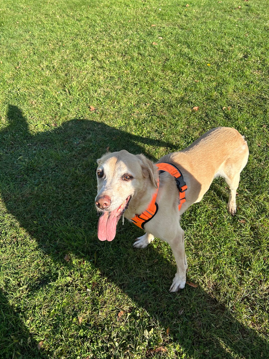 Customer photo review of Comfort Premium Harness | Non Restrictive - Orange