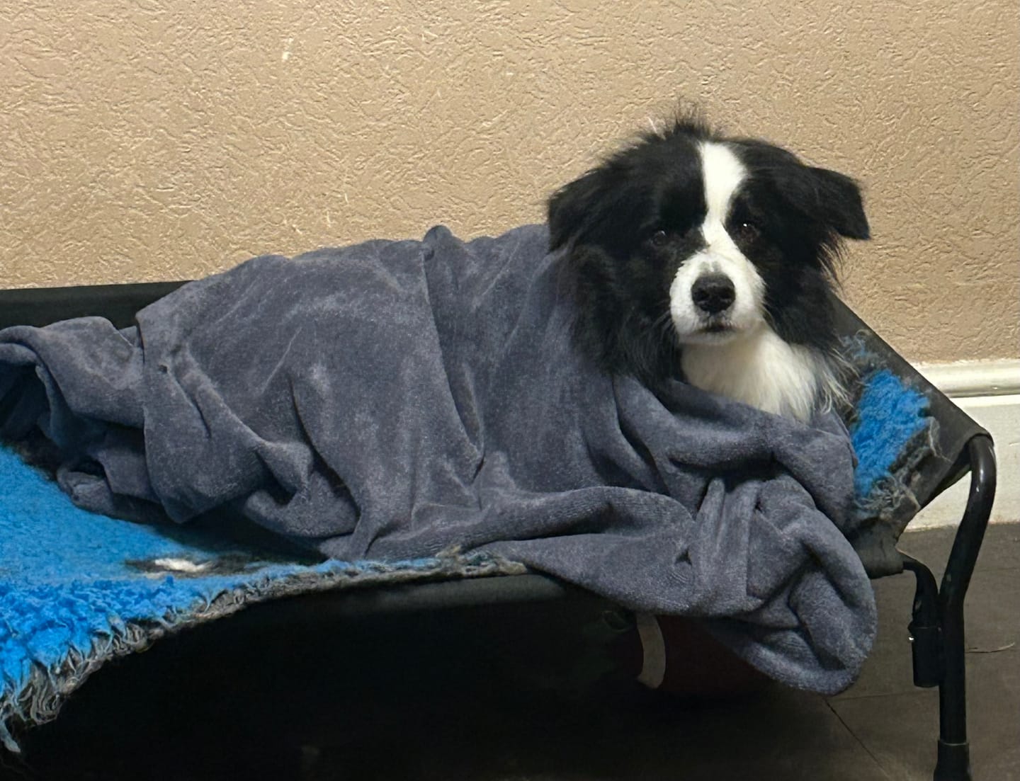 Customer photo review of Luxury Dog Drying Bag