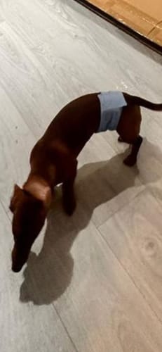 Customer photo review of Reusable Belly Bands for Male Dogs
