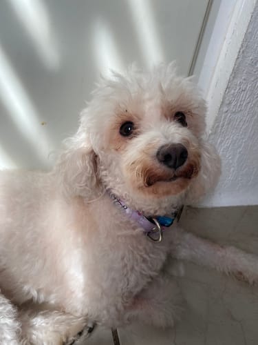 Customer photo review of Collar personalizado para Mascota: Lila