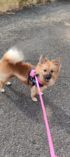 Customer photo review of FunFunPet 高機能ハーネス（お名前タグ作成サービス付き）