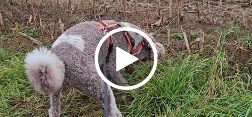 Customer video review of Wurmtest Pro Hund