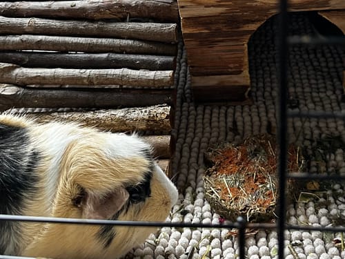 Customer photo review of 🎃 Schrecklich-schöne Halloween Cookies für Meerschweinchen