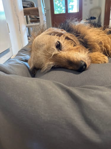 Customer photo review of Divanetto Cotone Siena Grigio Scuro