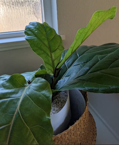 Lisa N. review of Plant Food image 1 out of 1