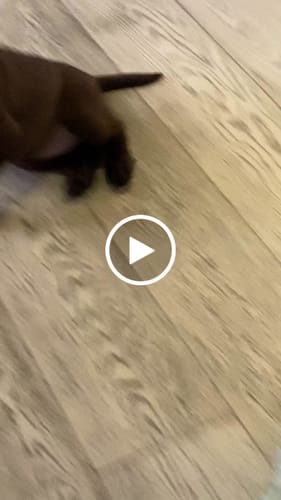 Customer video review of Se hai richiesto il ricamo questo è il suo costo (NON RIMUOVERE)