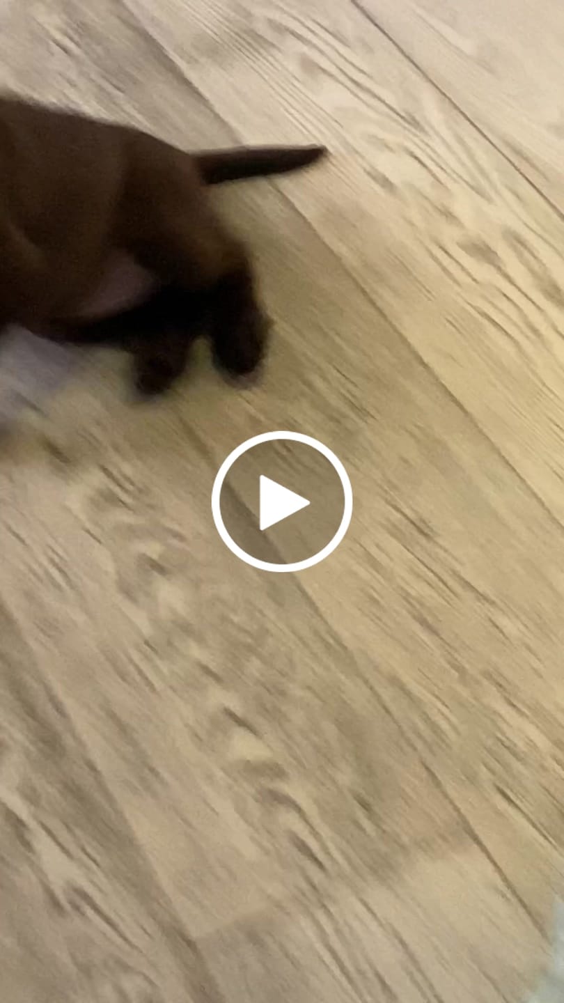 Customer video review of Se hai richiesto il ricamo questo è il suo costo (NON RIMUOVERE)