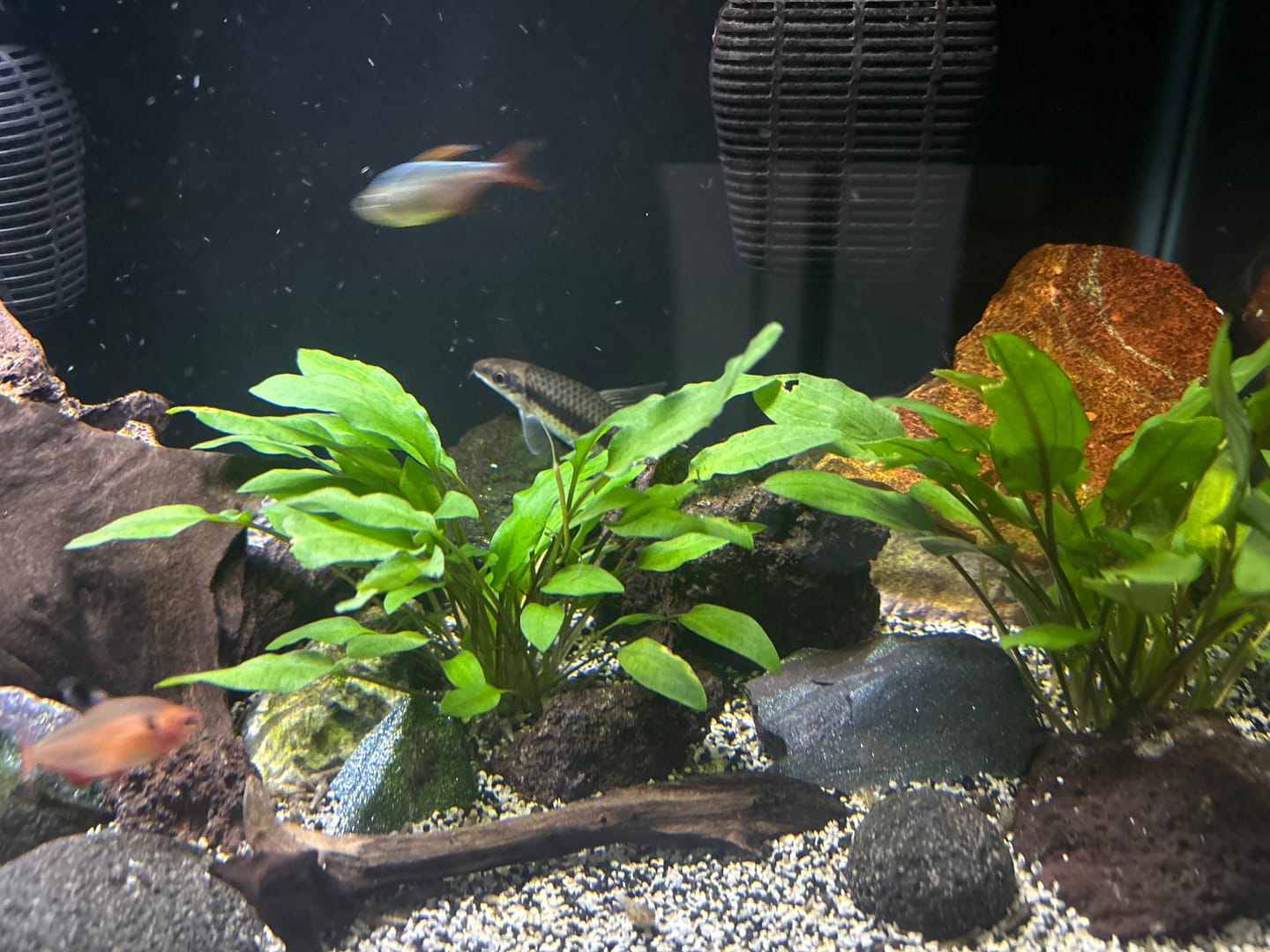 Customer photo review of Cryptocoryne Wendtii 'Green'
