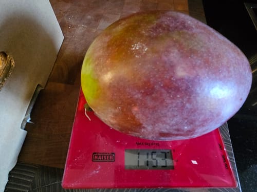 Customer photo review of Riesenmangos Bio von Julian Retterbox %