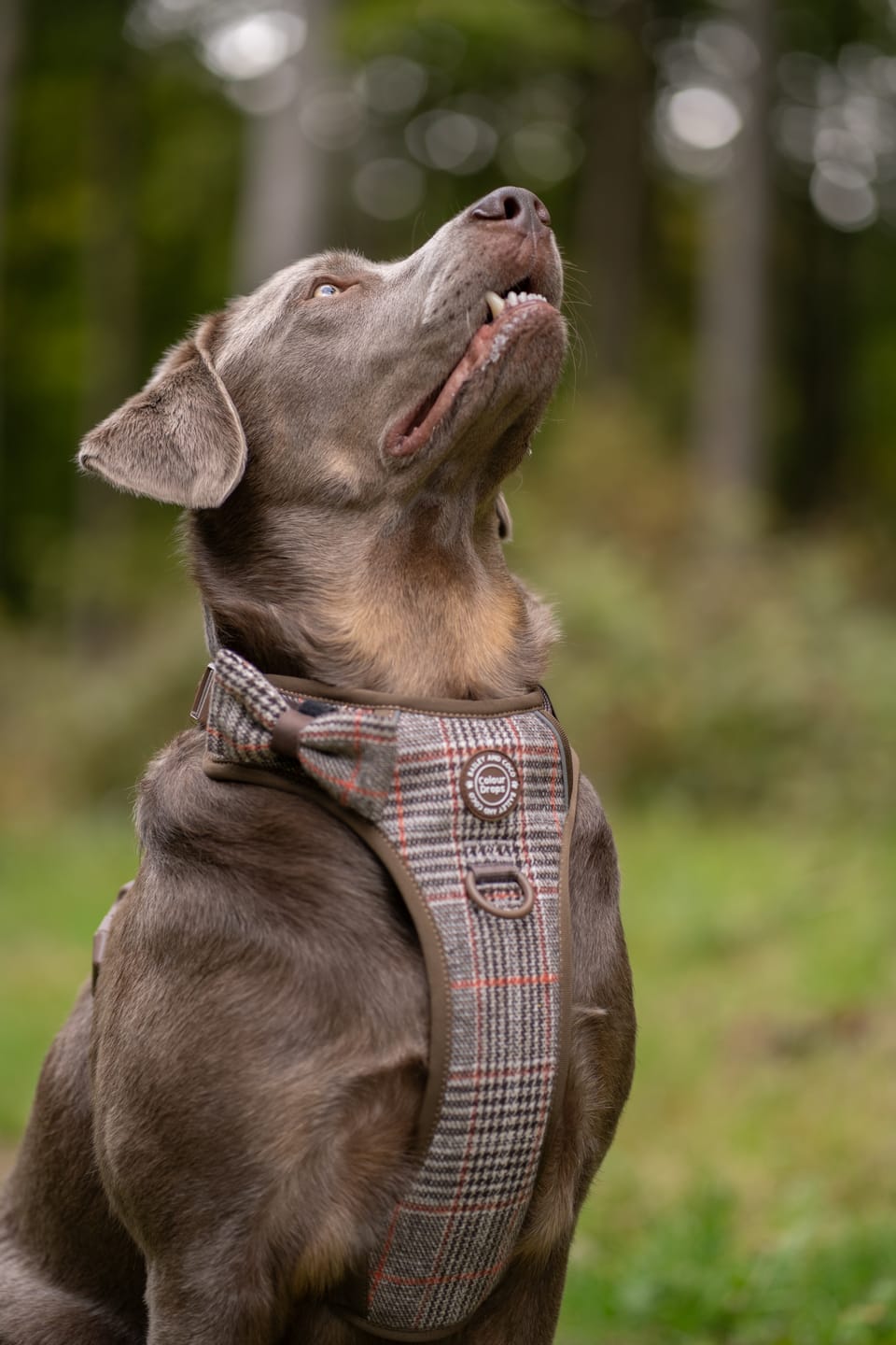 Customer photo review of Bow Tie - Colour Drops - Heritage Plaid