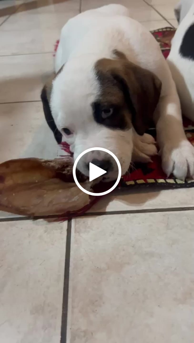 Customer video review of Oreja de cerdo
