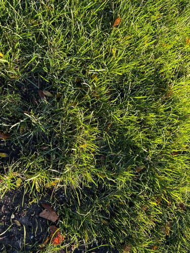 Customer photo review of GCI Turf Type Tall fescue Grass Seed