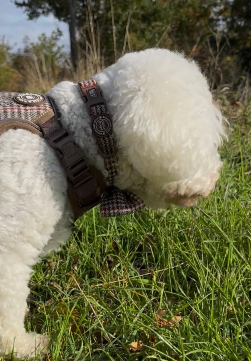 Customer photo review of Adjustable Collar - Colour Drops - Heritage Plaid
