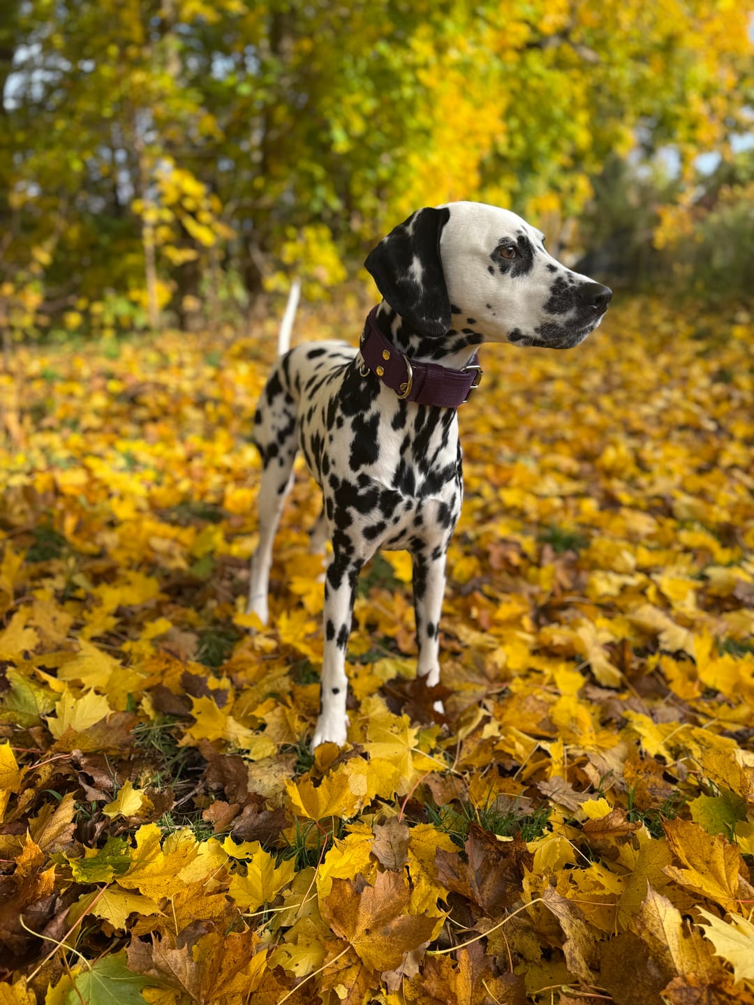Customer photo review of Hundhalsband med namn