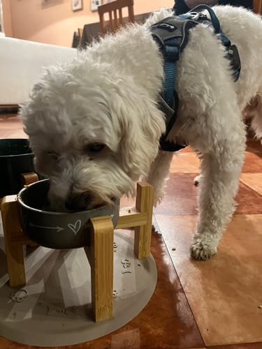 Customer photo review of Frischfutter für Energiebedarf von 326 kCal/Tag