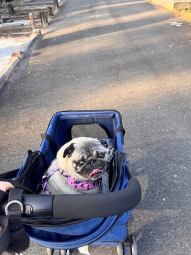 Customer photo review of Large Dog Stroller Cruiser