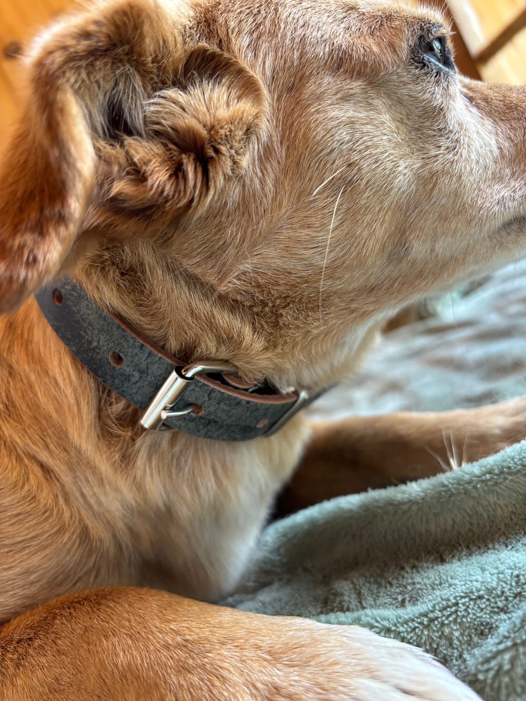 Customer photo review of Collar Duke Gris/Fucsia Corrugado