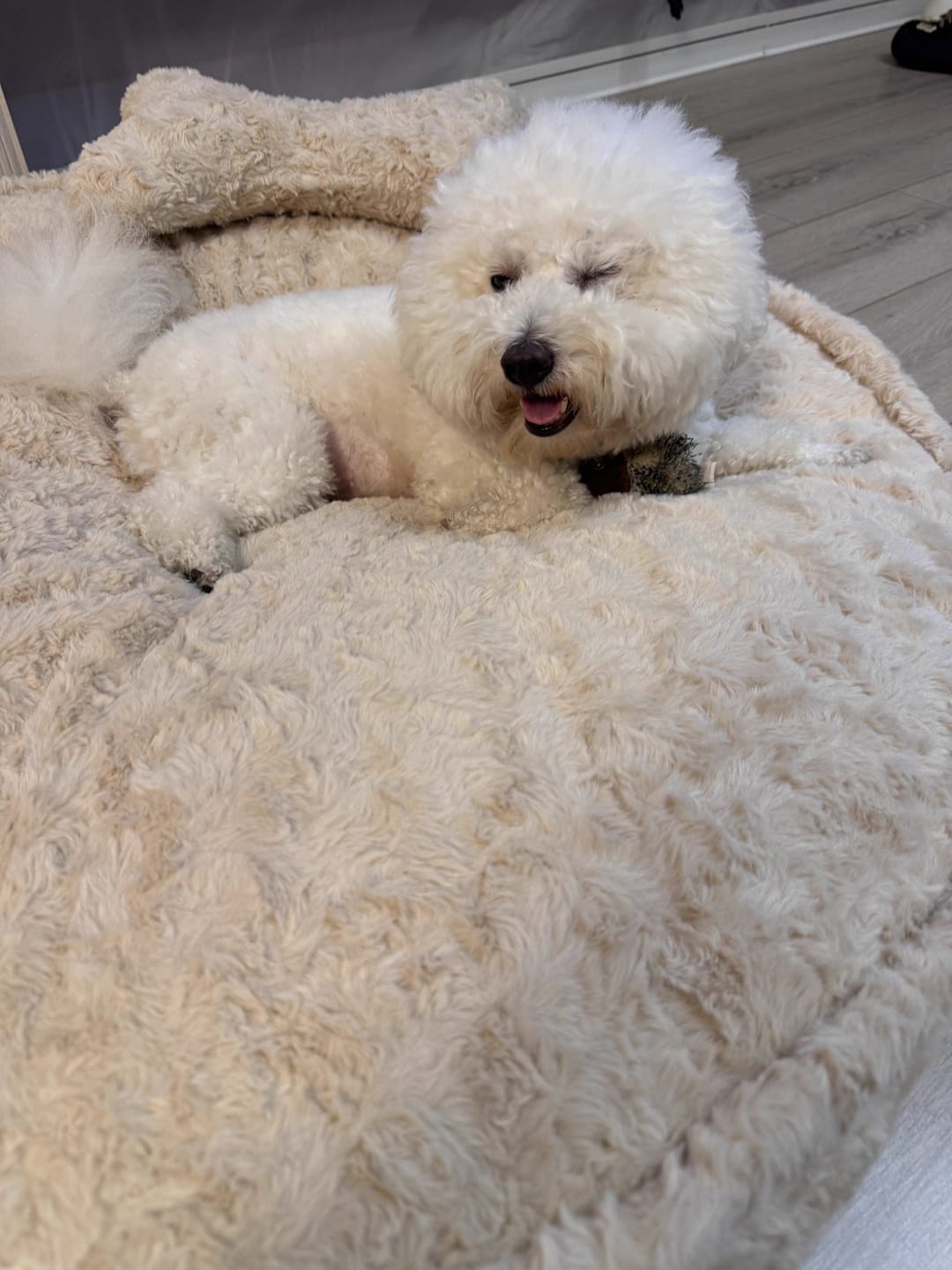 Customer photo review of Faux Fur Round Pet Padding Bed  with Pillow