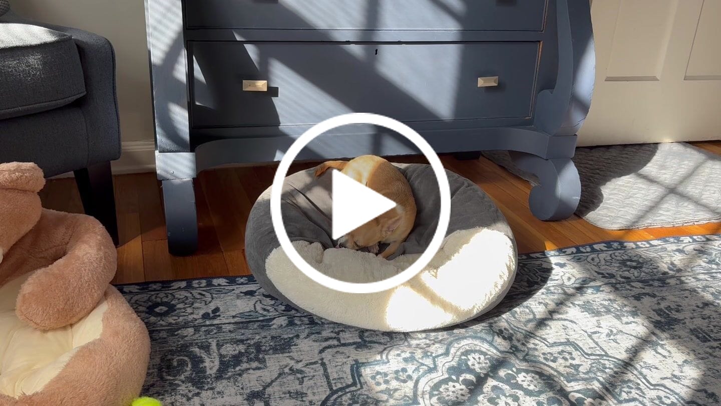 Customer video review of Chewy Ostrich Flat Tendon: Satisfying All-Natural Chew for Dental Health & Gentle Digestion