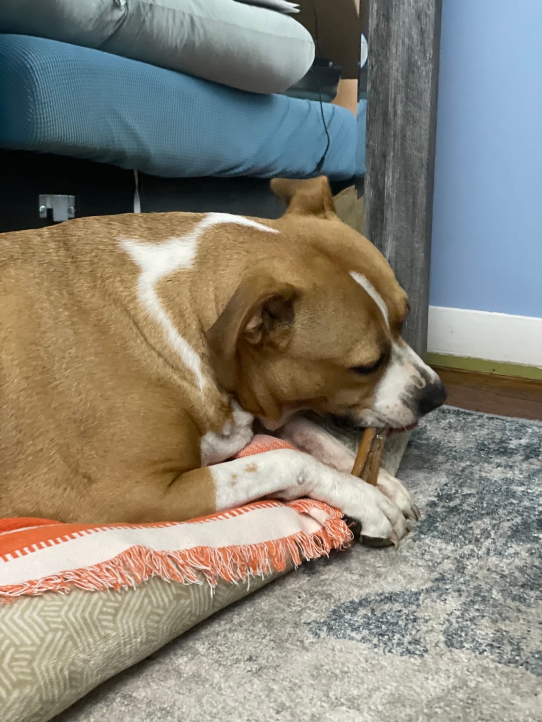 Customer photo review of Beef Cheek Sticks