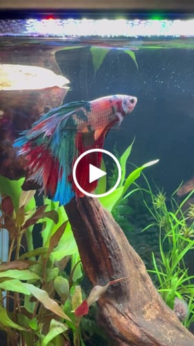 Customer video review of Multicolor Halfmoon Male Betta Fish | High Grade | Order Directly From Farm |  You Pick Fish |