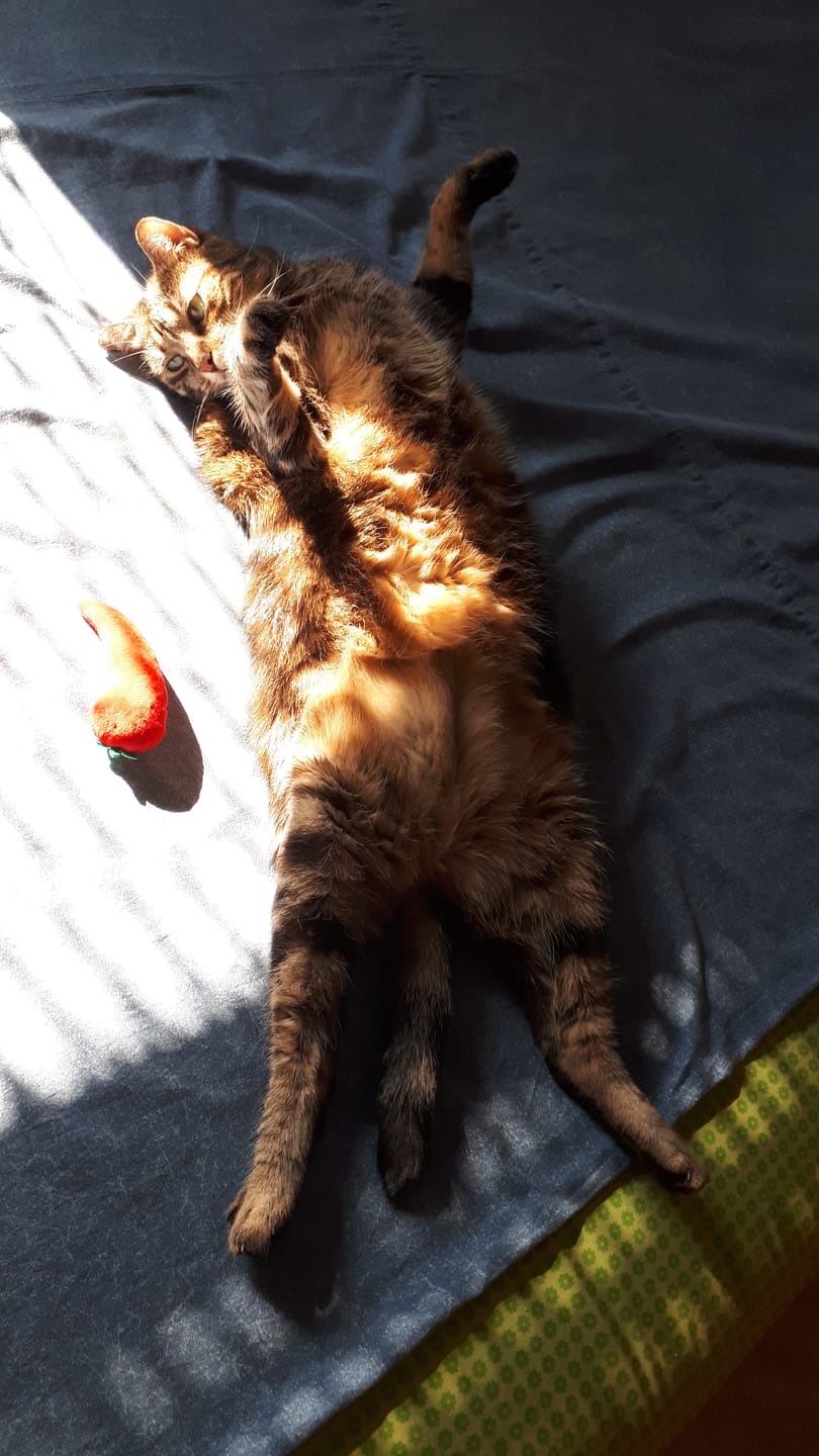 Customer photo review of Croquettes Bio Allégées Chat Sénior +7ans - Volaille & légumes