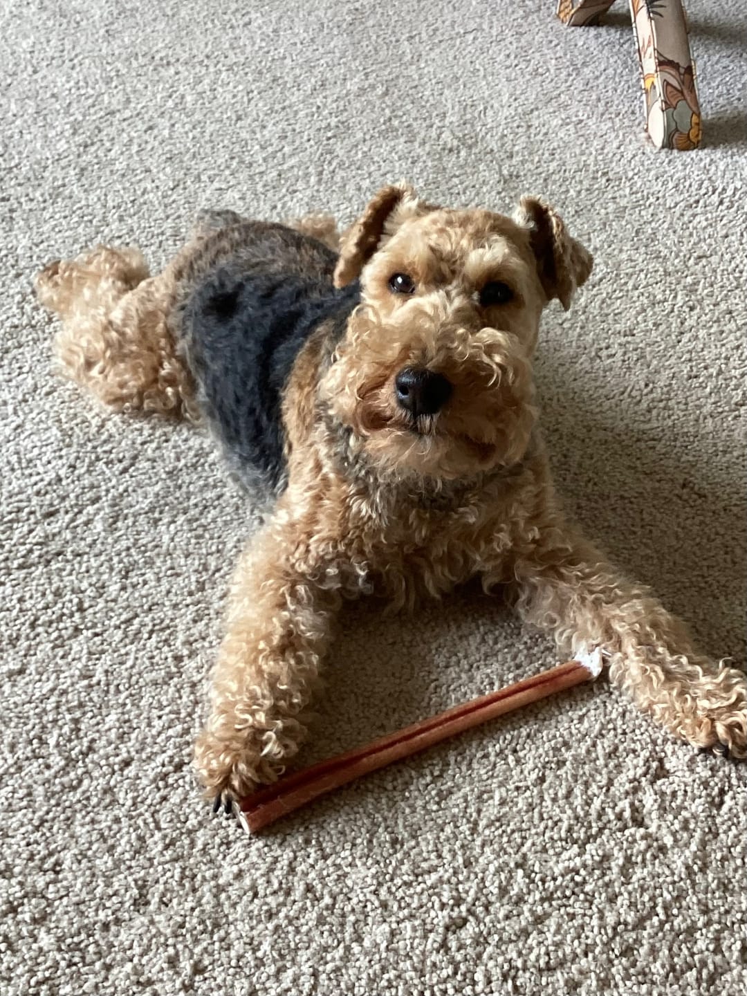 Customer photo review of 12 Inch Extra Thick Bully Sticks