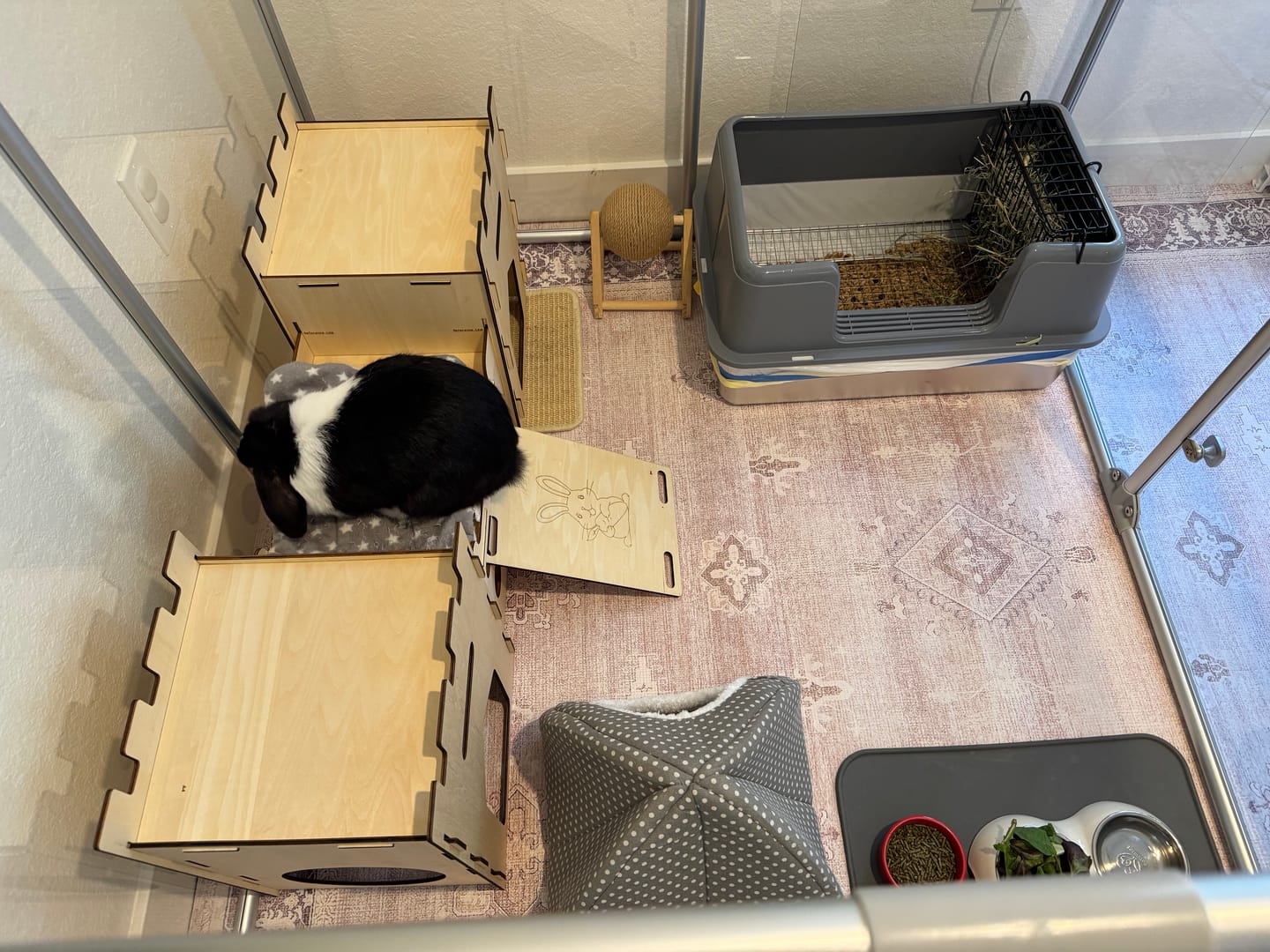 Customer photo review of 36" Tall Medium Lucidium Pet Pen