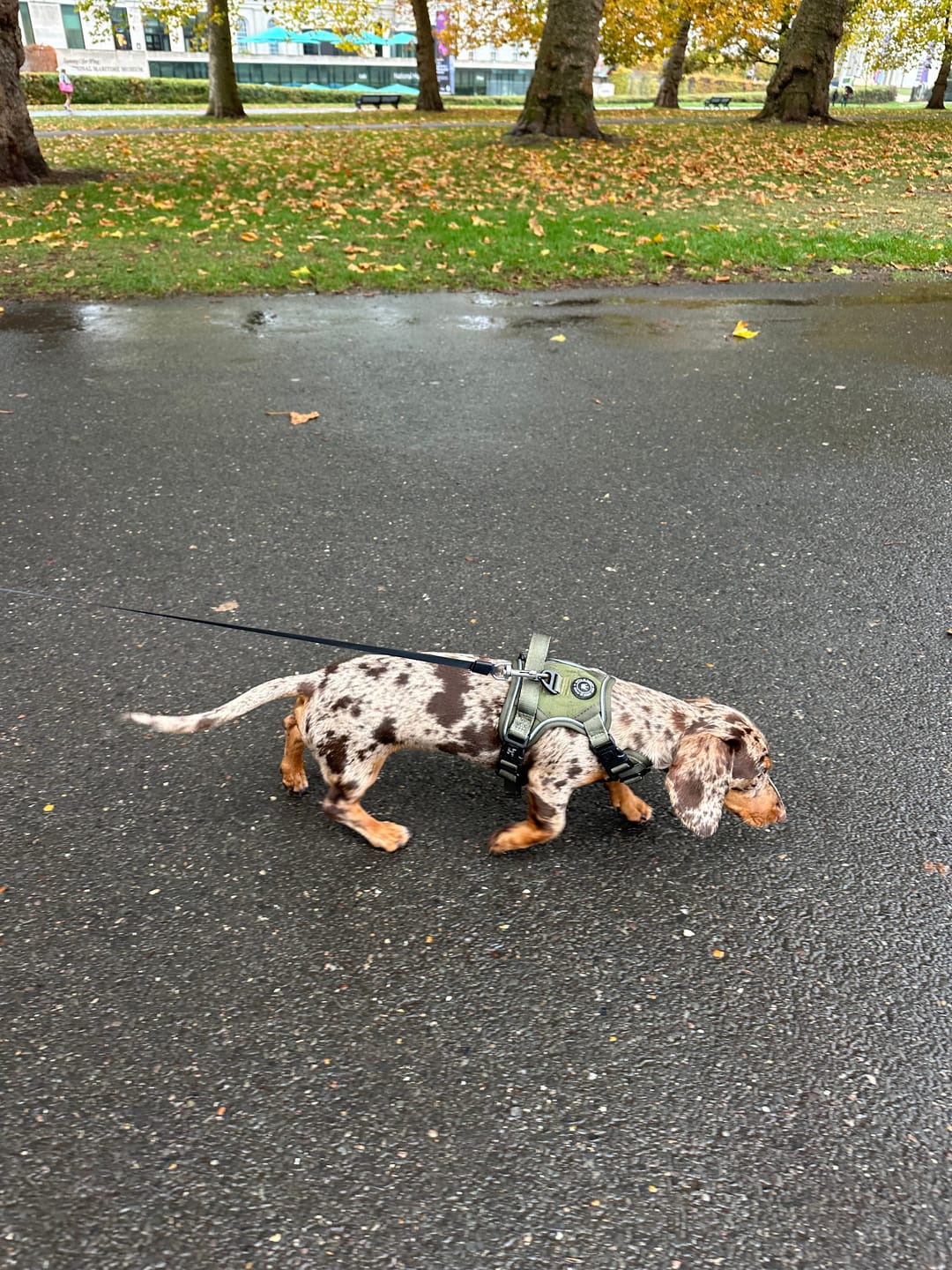 Customer photo review of Trail & Glow® Dog Harness - The Khaki One