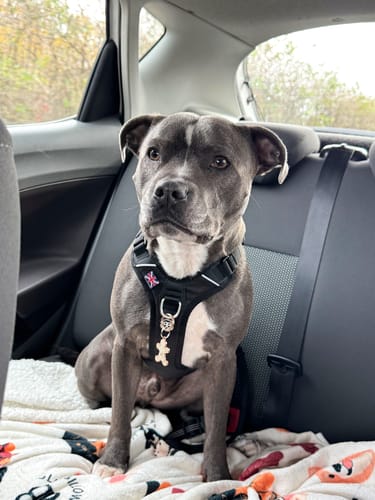 L M. review of Anti Pull Hurricane Harness Lighter | With Handle - Black image 1 out of 1