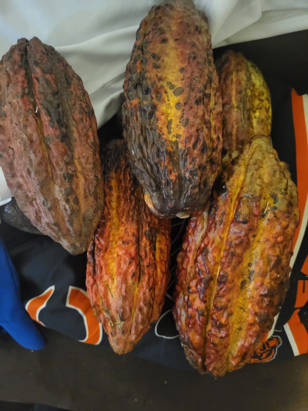Customer photo review of Cacao (Chocolate)
