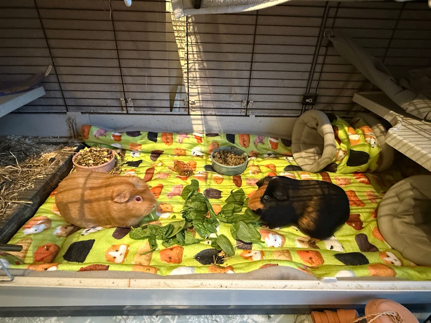 Customer photo review of Tunnel | Piggy Mania