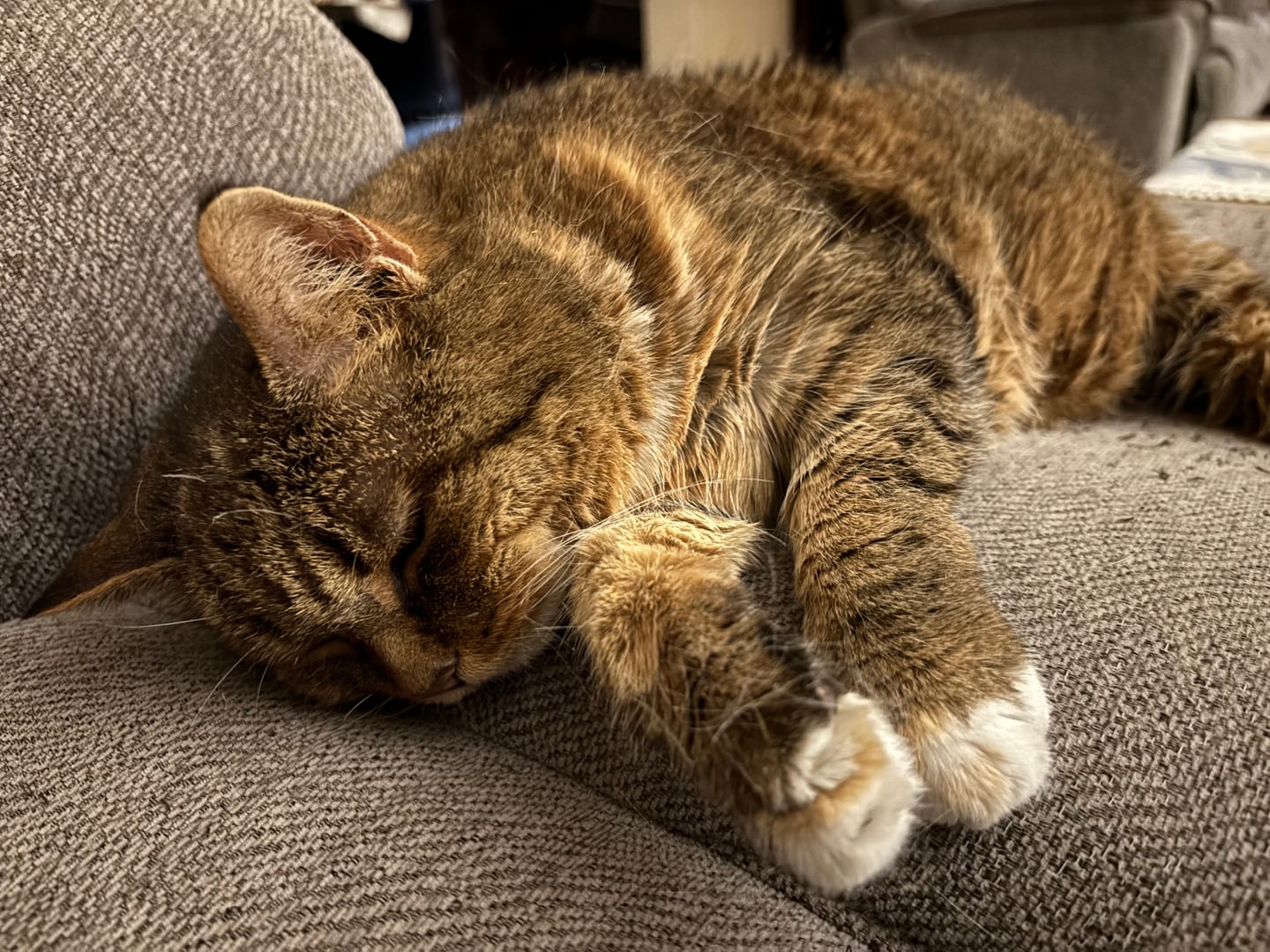 Customer photo review of Cat Arthritis & Joint Pain Relief Remedy