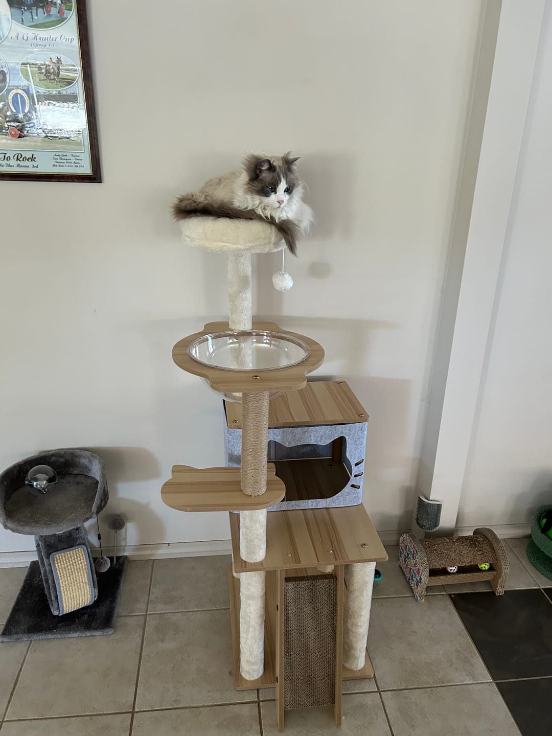 Customer photo review of Wooden Multi-level Cat Tree Tower 120cm