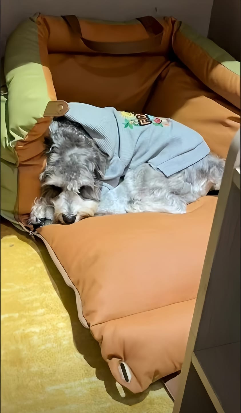 Customer photo review of Olive Green Premium Dog Car Elevated Bed