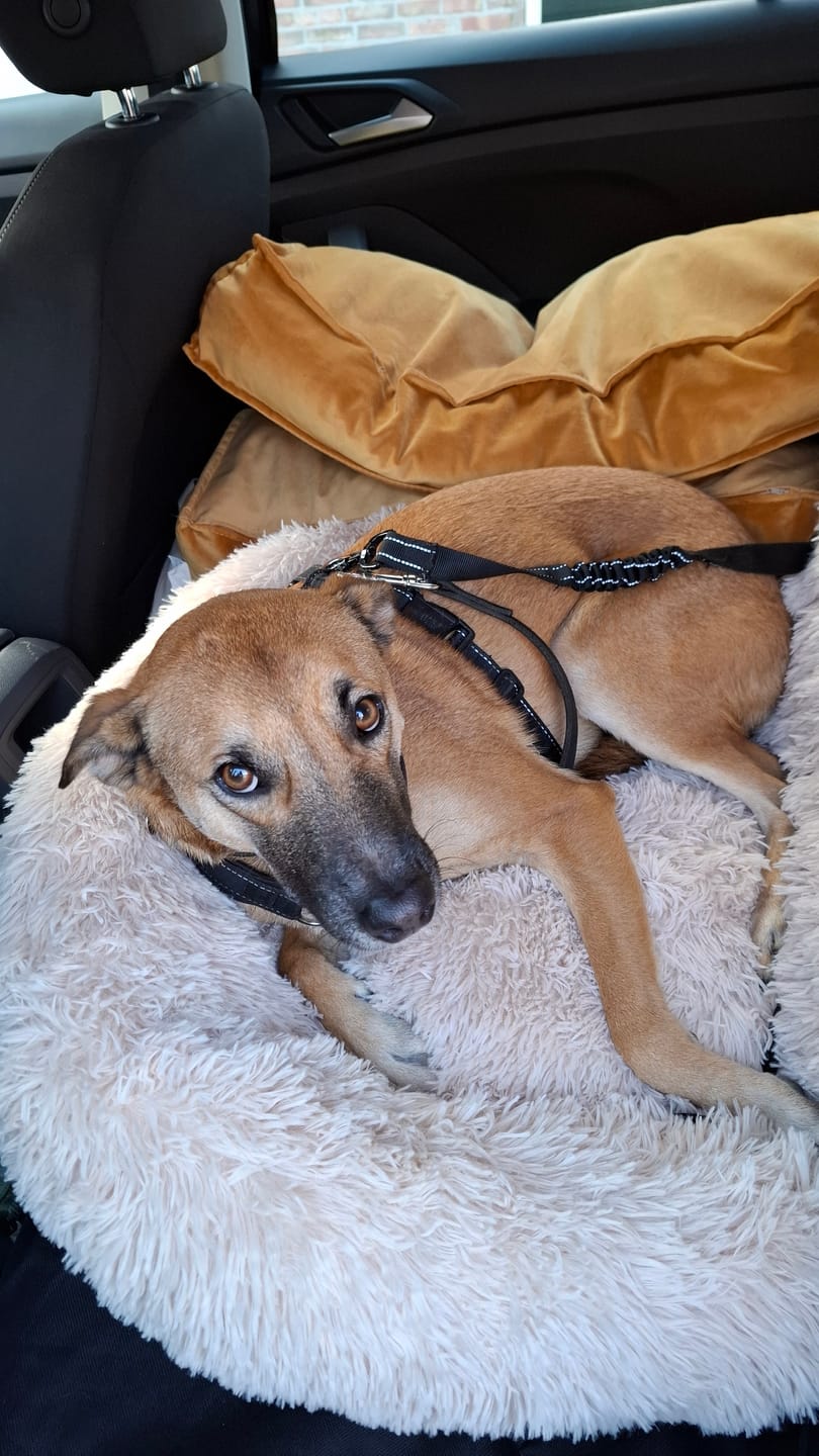 Customer photo review of Pet Perfect Fluffy Autostoel Hond (2-in-1) - Hondenmand Auto - Orthopedisch