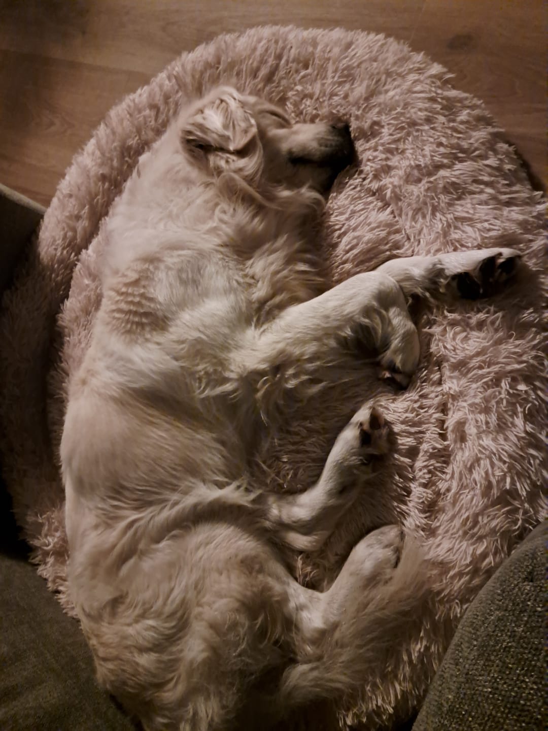 Customer photo review of Pet Perfect Fluffy Donut Hondenmand - Rond - Wasbaar