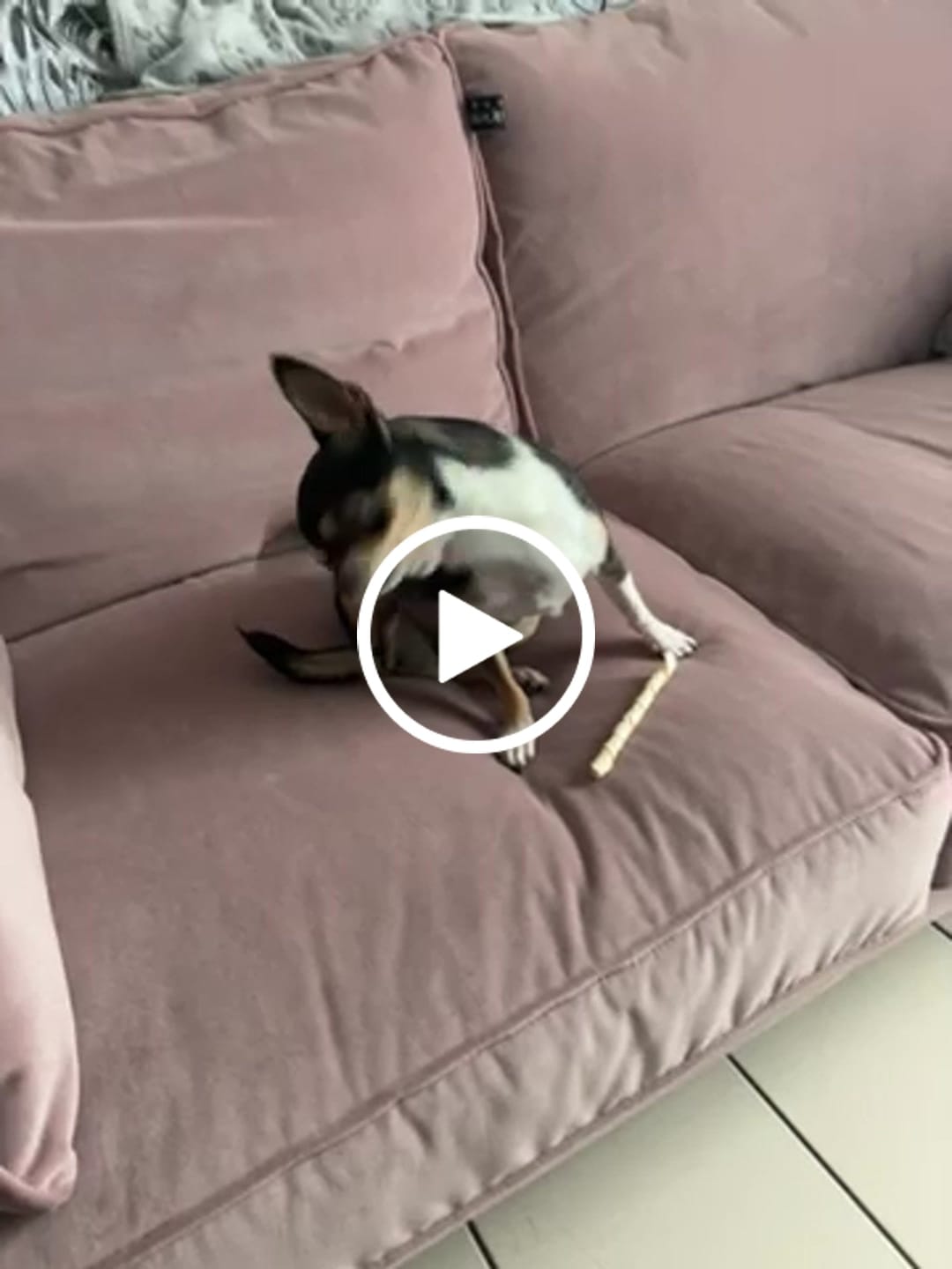Customer video review of Pâtées Bio Chien - Bœuf & Légumes (x9)